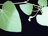 Aristolochia tomentosa (Common dutchmanspipe)