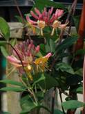 http://www.nichegardens.com/images/plants/lonicera_heckrottii.jpg