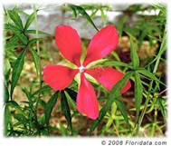 scarlet hibiscus flower