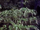 Itea virginica (Virginia sweetspire) #22915