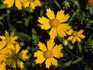 Coreopsis auriculata (Lobed tickseed)
