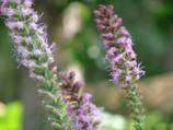http://www.nichegardens.com/images/plants/liatris_pycnostachya.jpg
