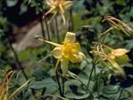 Aquilegia chrysantha (Golden columbine)