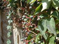 Parthenocissus quinquefolia (Virginia creeper)