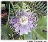 a passion flower