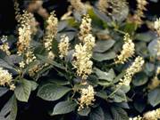 Clethra alnifolia (Coastal sweet pepperbush)