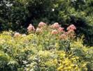 Eupatorium purpureum (Purple joepyeweed)