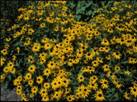 Rudbeckia fulgida (Orange coneflower) #24329