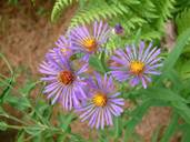 Symphyotrichum novae-angliae (New england aster)
