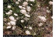 Photo of Daucus carota L.