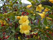 Gelsemium sempervirens (Carolina jessamine)