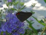 C:\Users\Karen\AppData\Local\Microsoft\Windows\Temporary Internet Files\Content.Word\grey hairstreak on mistflower.jpg