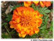 Bonanza Bolero marigold
