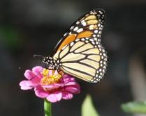 C:\Users\Karen\AppData\Local\Microsoft\Windows\Temporary Internet Files\Content.Word\monarch drinking on zinnia.jpg