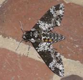 C:\Users\Karen\AppData\Local\Microsoft\Windows\Temporary Internet Files\Content.Word\rustic sphinx moth2.jpg