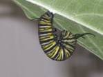 C:\Users\Karen\Pictures\caterpillars\monarch caterpillar beginning to pupate.JPG