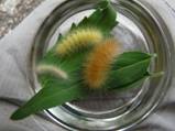 C:\Users\Karen\Pictures\caterpillars\the three bears.JPG