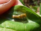C:\Users\Karen\AppData\Local\Microsoft\Windows\Temporary Internet Files\Content.Word\tiny caterpillar.jpg