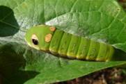 C:\Users\Karen\AppData\Local\Microsoft\Windows\Temporary Internet Files\Content.Word\spicebush swallowtail cat older.jpg