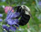 C:\Users\Karen\AppData\Local\Microsoft\Windows\Temporary Internet Files\Content.Word\small bumble on mistflower.jpg