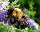 C:\Users\Karen\AppData\Local\Microsoft\Windows\Temporary Internet Files\Content.Word\eastern carpenter bee on mistflower.jpg