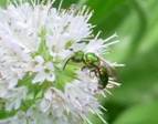 C:\Users\Karen\AppData\Local\Microsoft\Windows\Temporary Internet Files\Content.Word\bee on aquatic mint.jpg