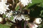 C:\Users\Karen\AppData\Local\Microsoft\Windows\Temporary Internet Files\Content.Word\wasp on chocolate boneset.jpg
