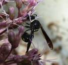 C:\Users\Karen\AppData\Local\Microsoft\Windows\Temporary Internet Files\Content.Word\wasp on joe pye, eating, two.jpg