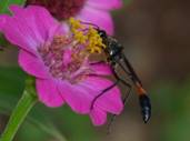 C:\Users\Karen\AppData\Local\Microsoft\Windows\Temporary Internet Files\Content.Word\wasp sniffing the zinnia.jpg