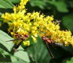 C:\Users\Karen\Pictures\photos to upload\wasps sharing goldenrod to id.JPG