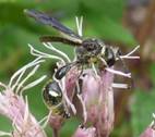 C:\Users\Karen\AppData\Local\Microsoft\Windows\Temporary Internet Files\Content.Word\potter wasp with pollen.jpg