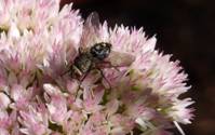 C:\Users\Karen\Pictures\all visitors to my garden\tachinid fly-ptilodexia on sedum.JPG