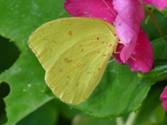 C:\Users\Karen\AppData\Local\Microsoft\Windows\Temporary Internet Files\Content.Word\Cloudless sulphur drinking impatiens.jpg