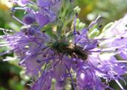 C:\Users\Karen\AppData\Local\Microsoft\Windows\Temporary Internet Files\Content.Word\green bee on mistflower.jpg