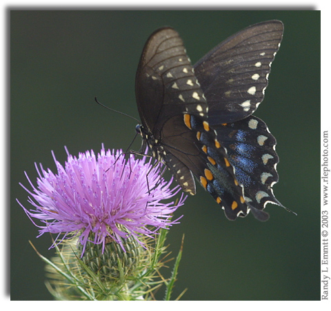 C:\Users\Karen\AppData\Local\Microsoft\Windows\Temporary Internet Files\Content.Word\spicebush swallowtail2.jpg
