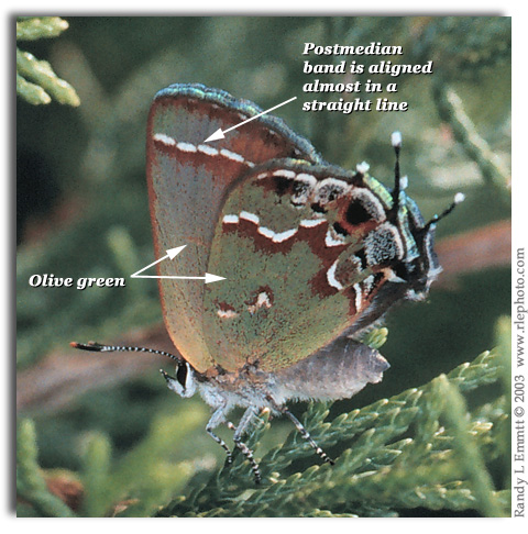 Henry's Elfin, Callophrys henrici